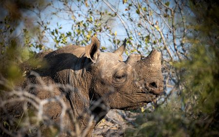 NMU-led research uncovers effective rhino protection measures amid poaching crisis in Kruger