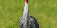 Bird experts have urged governments to develop action plans to protect several bird species, such as African cranes. These include the wattled crane (above), blue crane and black crowned crane. (Photo: Sergey Dereliev)