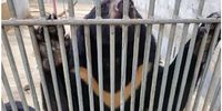 There are more than 20,000 captive bears in about 40 bear bile farms in China. (Photo: World Animal Protection)