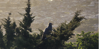 African Harrier-hawk in Hout Bay. Photographer: Rezza Ernest</p>
<p>P4U_readersubmission_20250530