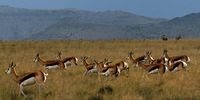 In a monograph simply entitled The Springbok, published by the Transvaal Museum in 1996, Professor JD Skinner of the University of Pretoria’s Mammal Research Institute said he believed that “in the Karoo, the wind-borne smell of fresh green pasture seems to have triggered several recorded treks”. Image: Chris Marais<br>