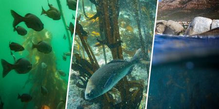 Marine Protected Areas are our insurance policy for a climate-uncertain future