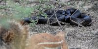 Feisty ground squirrel takes on a mole snake heading for its burrow - and wins. Mabuasehube, Kgalakgadi Transfrontier Park, March 2022. Image: Jacky du Plessis