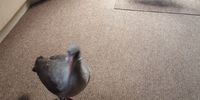 Hungry Hadidas come into my lounge in Sedgefield to eat cheese out of my hand. Image: Mike Young