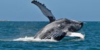 Distinctive pleats along the whale’s belly, called rorqual folds, expand like an accordion, allowing it to engulf massive volumes of water and prey in a single gulp. (Photo: Lloyd Edwards / Raggy Charters)