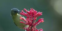 Olive Sunbird on a Firespike taken at the Toti Bird Sanctuary on the 13th of Feb.