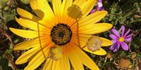 Shadow-play: Flower season in Langebaan. 