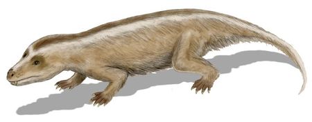 Mystery solved: When our mammal ancestors became warm-blooded