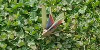 Grasshopper in JHB. Image: Jody Snyders