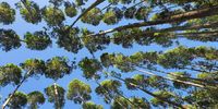 Mtunzini trees. Photographer: Barbara Chedzey 