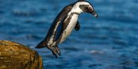 A penguin leaps from rock to rock at the Stony Point penguin colony at Betty's Bay in the Western Cape. Photographer: Roger de la Harpe
