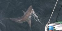 Great white shark spotted in False Bay after eight-year absence