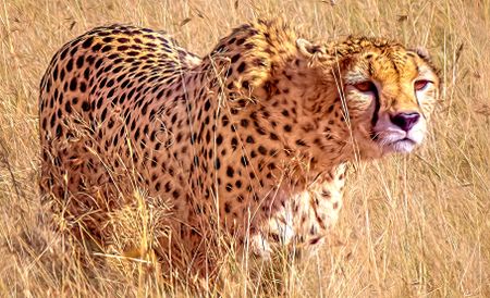 Desert days — how cheetah (and hyena) man Gus Mills knocked the spots off the naysayers