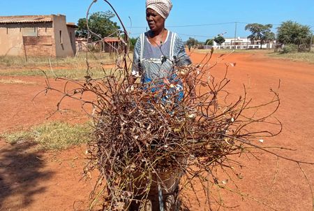 Gogo walks 10km every day, collecting firewood to beat the electricity tariff increase