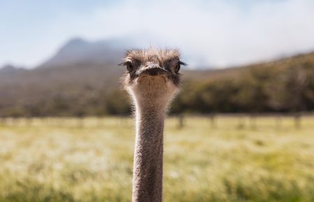 Canada to kill ostrich herd infected with bird flu after top court declines to hear farm's case