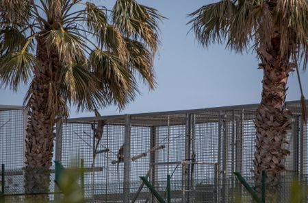 Endangered monkeys on death row — the multibillion-rand industry that profits from primate pain