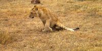 A cub with partial paralysis of the back legs from suspected meningoencephalitis infection. (Image:  Blood Lions)
