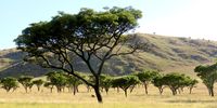 My favourite ‘little tree stand’ - Burkea Africana tree stand. Photographer: Dave Starley