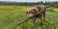Rob Shuter<br>Millie with stick in the flowers<br>Streatley, England