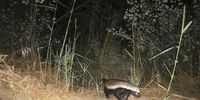 A honey badger makes an appearance on a camera trap in the Riviersonderend mountains, showing how wildlife corridors aid the survival of animals.