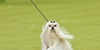 Photo Essay- Westminster Dog Show