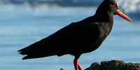 Oyster catcher at Hangklip beach Pringle Bay. Image: Karin Linder