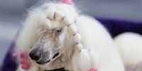 A Standard Poodle named 'Nikita' is groomed for competition at the 147th annual Westminster Kennel Club Dog Show being held at the USTA Billie Jean King National Tennis Center in Flushing Meadows in the Queens borough of New York, New  York, USA, 08 May 2023.  EPA-EFE/JUSTIN LANE