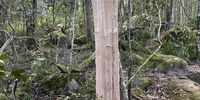 Large scale bark stripping of indigenous trees in Newlands Forest, which is part of Table Mountain National Park. Bark Stripping is the illegal harvesting of bark mostly from indigenous trees, which is used in traditional medicine. (Photo: Friends of Table Mountain)