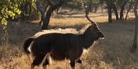Stepping out. Nyala bull at his best in the evening bushveld sun. 