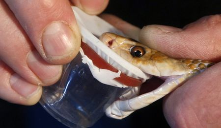 Lives at risk after snakebite anti-venom proves toxic to profits