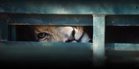 This is the face of commercialisation and brutality of South Africa’s predator breeding and captive hunting industries - a lion commodified, sold into canned hunting. (Photograph: Ian Michler)