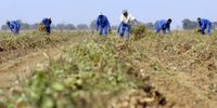 SA July food inflation hits 16-year low, slowing CPI trajectory