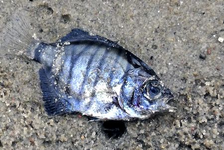 Nelson Mandela Bay blames communities as ongoing sewage spills trigger killer algae resurgence in Swartkops River