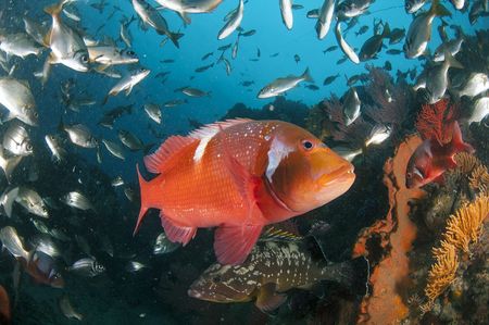 Mining interests ‘stalling’ SA plans to protect more of the ocean