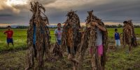 ALIAGA, PHILIPPINES - JUNE 24: Devotees cover themselves in mud and dried banana leaves to celebrate the Taong Putik ("mud people") Festival on June 24, 2021 in the village of Bibiclat in Aliaga town, Nueva Ecija province, Philippines. Each year, the residents of Bibiclat village in Aliaga town celebrate the Feast of Saint John by covering themselves in mud, dried banana leaves, vines, and twigs as part of a little-known Catholic festival which traces its history from the Pacific War and reenacts how rain stopped the execution of 14 villagers by Japanese soldiers in 1944. The townsfolk considered this as a miracle from Saint John, and every year since then the villagers roll in mud to show their gratitude to the saint. Due to the coronavirus pandemic, limits remain imposed on religious gatherings as part of government lockdown measures, and devotees have been advised to celebrate in their homes. With more than 1,372,000 cases and more than 23,000 deaths, the Philippines is one of the worst coronavirus-hit countries in Southeast Asia, despite imposing the longest lockdown in the world. (Photo by Ezra Acayan/Getty Images)