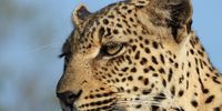 Leopard deep in thought. Photographer: Peter Brett