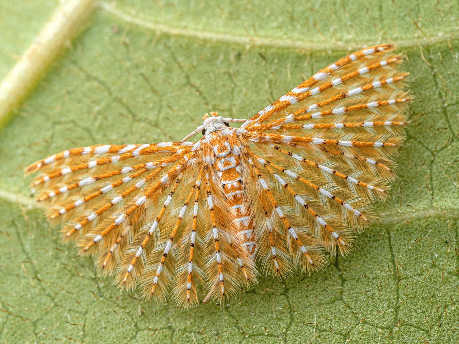 Dozens of new species found in one of Africa’s last biodiversity blank spots