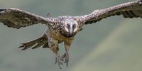 Bearded Vulture at Giants Castle - considered critical endangered. Photographer:Bruce Ward-Smith