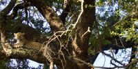Three Leopards in a tree - Thornybush