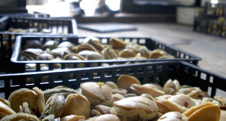 The abalone connection: The ties that bind poaching and smuggling with the SA crystal meth industry