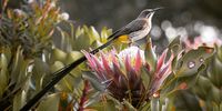 Male Cape Sugarbird with the longest tail feathers. Photographer: Caroline Rowbottom (IG: @caroline_rowbottom)<br>