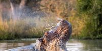Nature’s Submarine Breaching. Image: Clint Ralph
