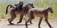 CAPE TOWN, SOUTH AFRICA - OCTOBER 24: Three baboons spotted near Cape Point on October 24, 2012, in Cape Town, South Africa. (Photo by Gallo Images / Nardus Engelbrecht)