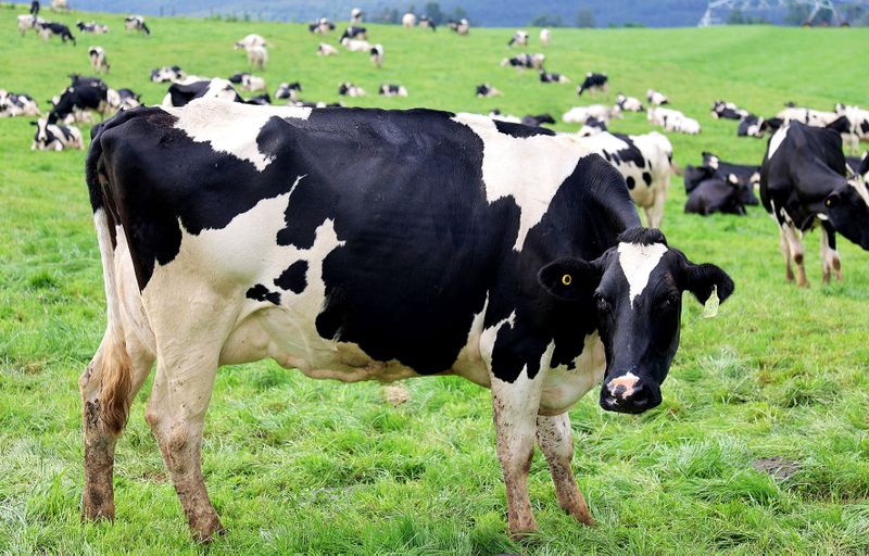 EC farmers fear a second wave of FMD amid struggle to contain rapid spread