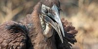 Eyelashes to die for - juvenile Southern Ground Hornbill. Photographer: Con Fauconnier