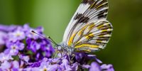 A meadow white butterfly feeding on nectar.<br>Photograph taken in Port Elizabeth.