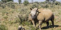 KLERKSDORP, SOUTH AFRICA – MAY 28: Johan Hume’s rhinos roam around at his farm during his interview about the court battle victory to amputate and sell horns on May 28, 2016 in Klerksdorp, South Africa. The 74-year-old Hume argues that if he can feed the demand with legally-obtained rhino horns, he can slow the illegal trade and save the species from extinction. (Photo by Gallo Images / Rapport / Deon Raath)