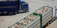 Sheep destined for the Middle East make their way to be loaded onboard the Al Messilah livestock vessel at the Fremantle wharf near Perth, Australia, 22 February 2019. (Photo: EPA-EFE / Trevor Collens)