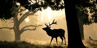 Early morning.. Red Deer stag in Bushy Park, SW London. Photographer :David Sandison