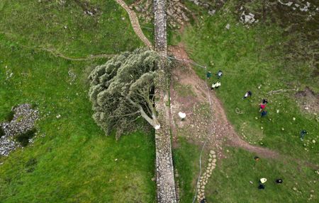 Men guilty of felling much-loved British 'Sycamore Gap' tree
